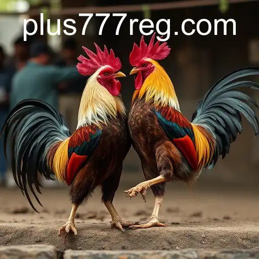 The Controversial World of Cockfighting and Its Connection to Plus777